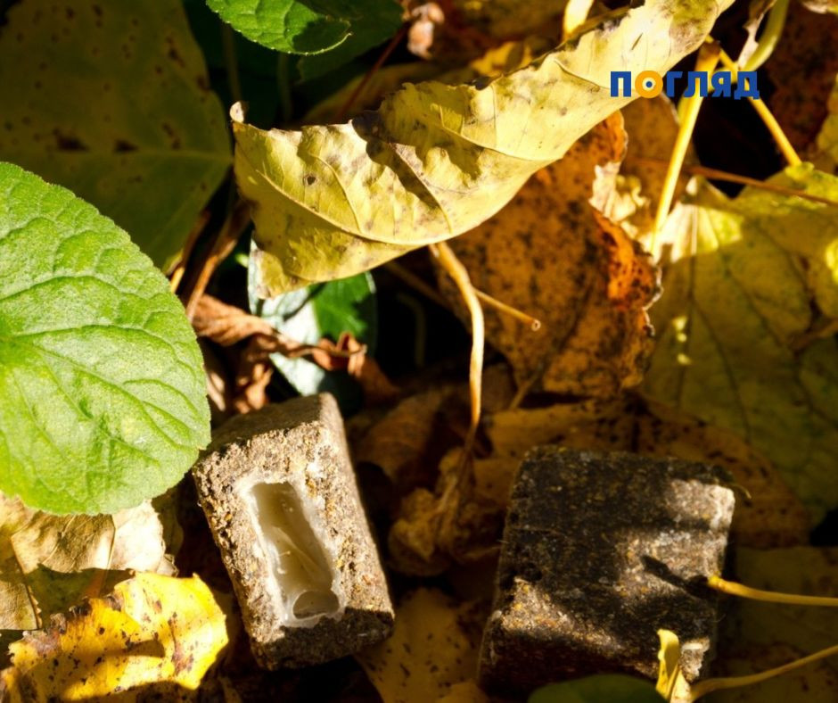 Хижаків у Чорнобильському заповіднику пригощають смаколиками від сказу - зображення